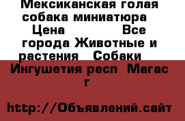 Мексиканская голая собака миниатюра › Цена ­ 53 000 - Все города Животные и растения » Собаки   . Ингушетия респ.,Магас г.